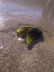 Green-lipped mussel