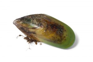 Green-lipped mussel
